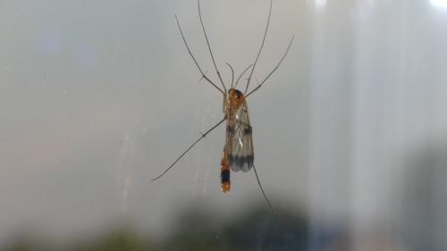 Réf. 323 490 : Leptomorphus walkeri